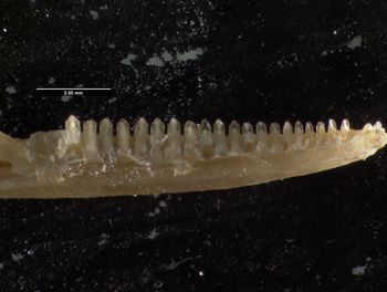 Media type: image;   Herpetology R-61107